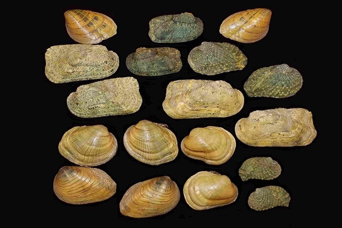 Freshwater Mussels in the Midwest - Part 1
