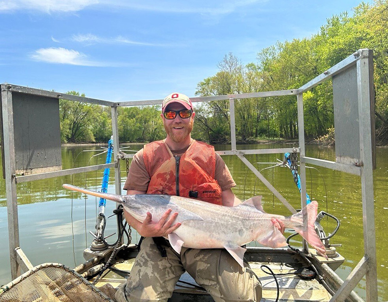 Paddlefish (Polyodon Spathula)