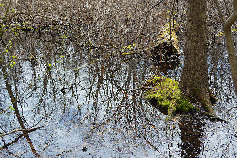 Spring and Vernal Pools