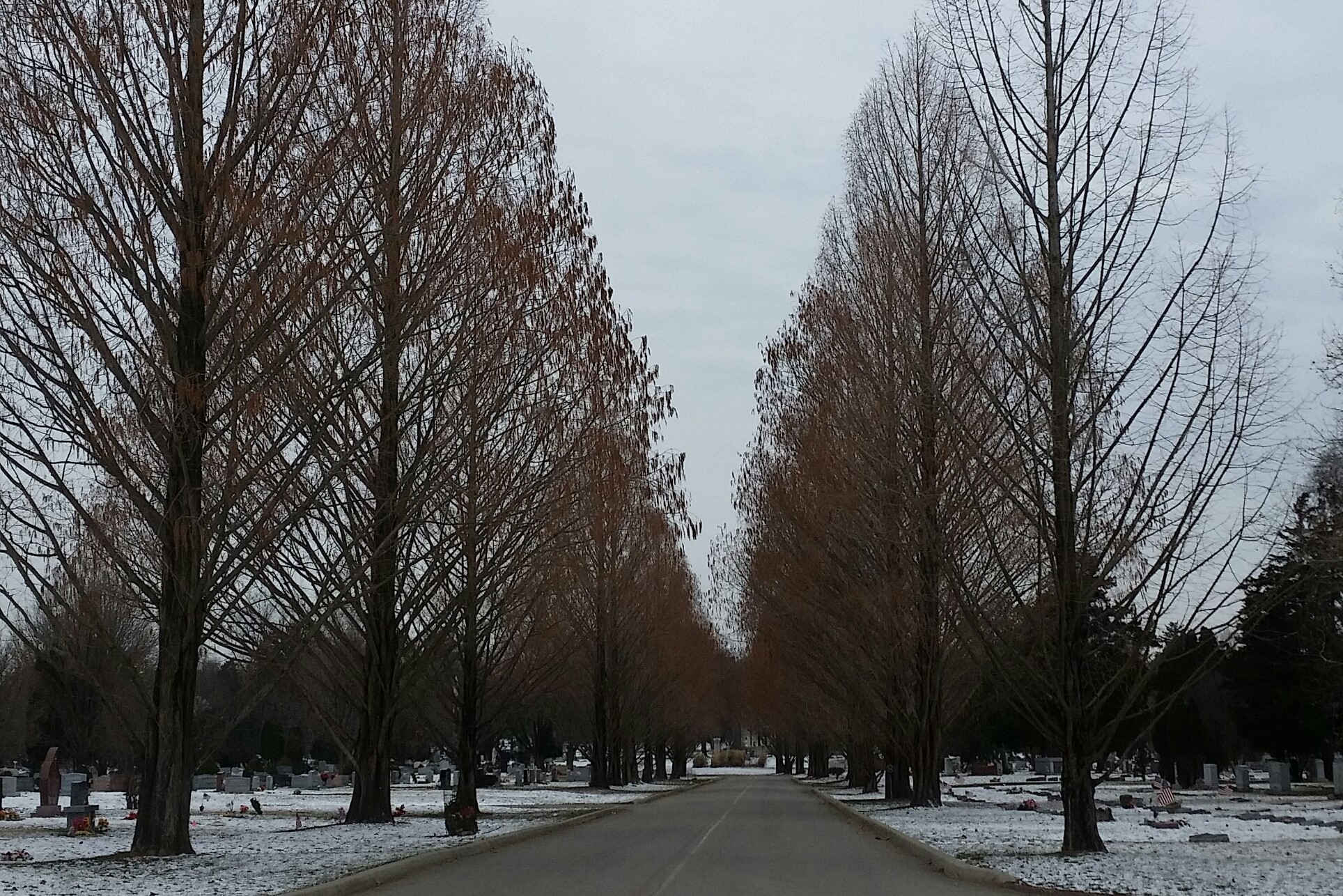 Tree Biodiversity in Green Lawn Cemetery