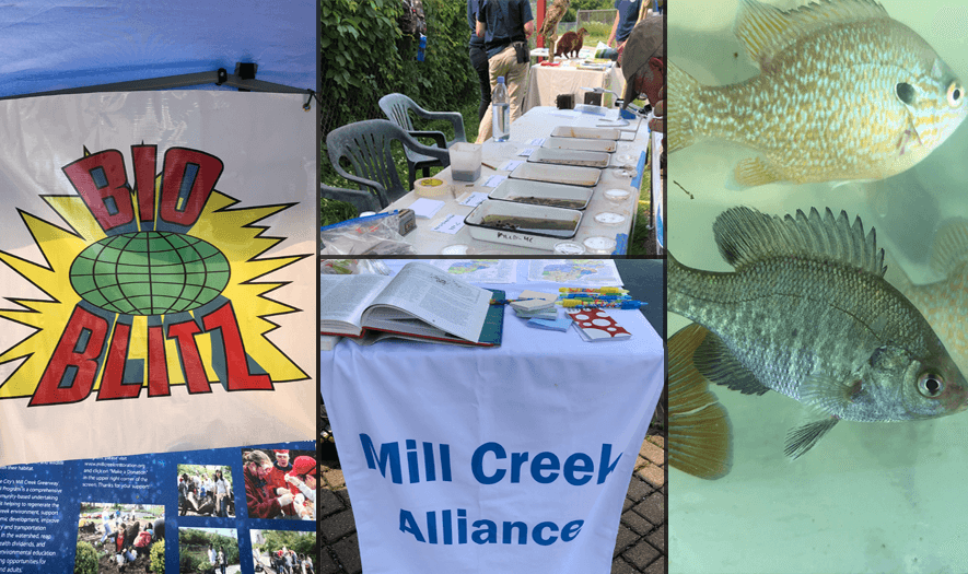 BioBlitz on the Mill Creek hosted by Mill Creek Alliance