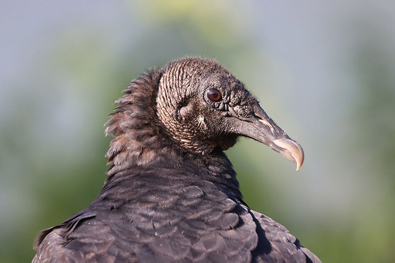 Nature’s Trick-or-Treaters—Black Vultures