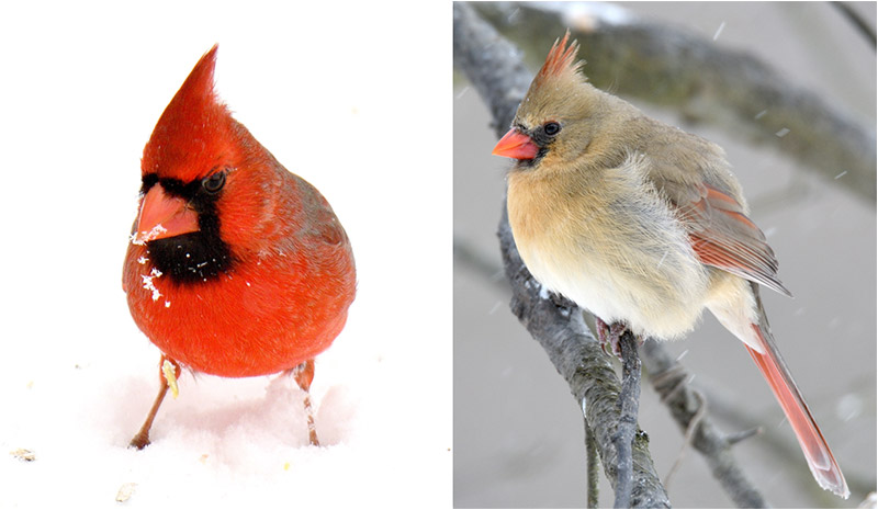 Species Spotlight: Northern Cardinal