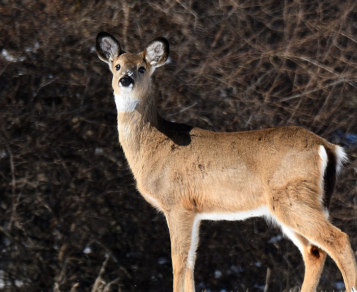 Species Spotlight: White-tailed Deer Foraging in Winter
