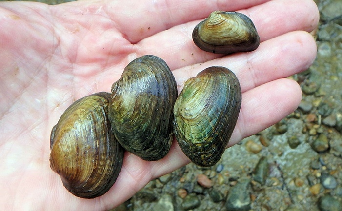 mokelumne river freshwater mussels