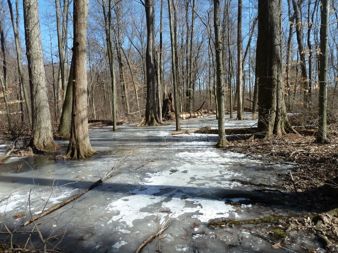 Where are Ohio's Vernal Pool Amphibians in Winter?