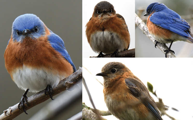 Species Spotlight: Eastern Bluebird
